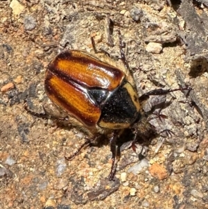 Chondropyga gulosa at Tidbinbilla Nature Reserve - 19 Jan 2024 01:37 PM