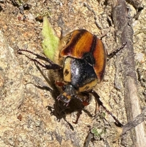 Chondropyga gulosa at Tidbinbilla Nature Reserve - 19 Jan 2024 01:37 PM