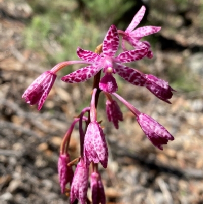 Dipodium punctatum (Blotched Hyacinth Orchid) at Conder, ACT - 19 Jan 2024 by Shazw