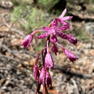 Dipodium punctatum at Rob Roy Range - 19 Jan 2024