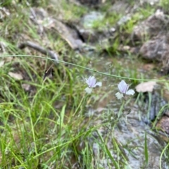 Arthropodium milleflorum (Vanilla Lily) at Kambah, ACT - 14 Jan 2024 by Shazw