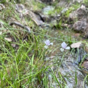 Arthropodium milleflorum at Mount Taylor - 14 Jan 2024