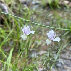 Arthropodium milleflorum at Mount Taylor - 14 Jan 2024