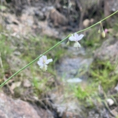 Arthropodium milleflorum at Mount Taylor - 14 Jan 2024