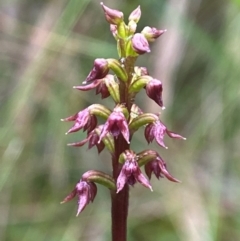 Corunastylis nuda (Tiny Midge Orchid) at South East Forest National Park - 8 Jan 2024 by AJB