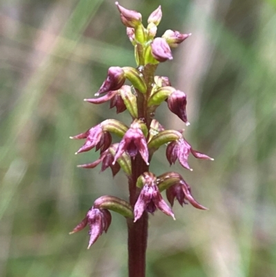 Corunastylis nuda (Tiny Midge Orchid) at Nunnock Swamp - 8 Jan 2024 by AJB