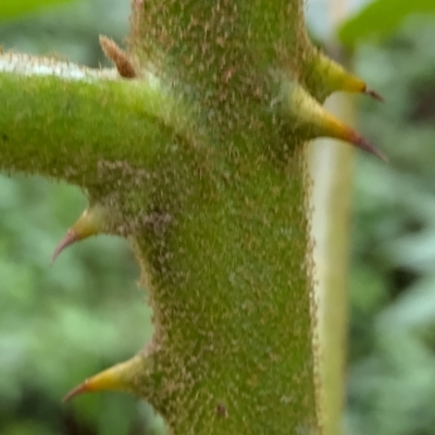 Solanum chrysotrichum (Giant Devil Fig) at Gleniffer, NSW - 19 Jan 2024 by NJ