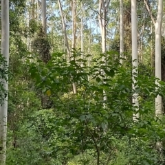 Solanum chrysotrichum at Gleniffer, NSW - 19 Jan 2024
