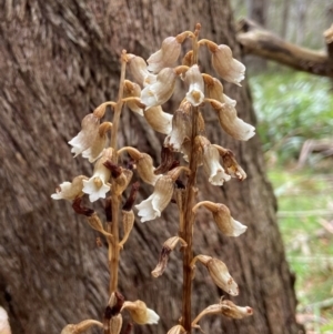 Gastrodia procera at South East Forest National Park - 8 Jan 2024