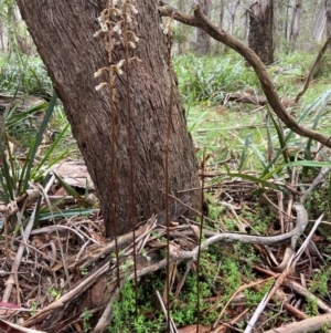 Gastrodia procera at South East Forest National Park - suppressed