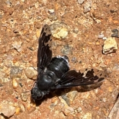 Anthrax maculatus (A bee fly) at Paddys River, ACT - 19 Jan 2024 by Pirom