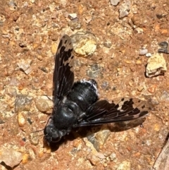 Anthrax maculatus (A bee fly) at Tidbinbilla Nature Reserve - 19 Jan 2024 by Pirom