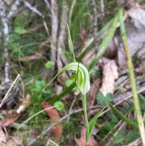 Diplodium decurvum at South East Forest National Park - 8 Jan 2024