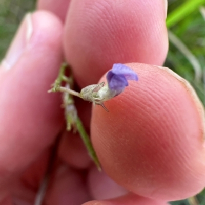 Glycine clandestina (Twining Glycine) at Kangaroo Valley, NSW - 19 Jan 2024 by lbradley