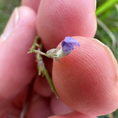 Glycine clandestina at Kangaroo Valley, NSW - 19 Jan 2024 by lbradley