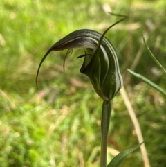 Diplodium aestivum (Long-tongued Summer Greenhood) at Tallaganda National Park - 19 Jan 2024 by AJB