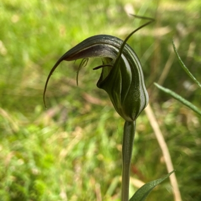 Diplodium aestivum (Long-tongued Summer Greenhood) at QPRC LGA - 18 Jan 2024 by AJB