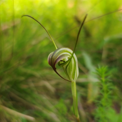 Diplodium decurvum (Summer greenhood) at QPRC LGA - 19 Jan 2024 by Csteele4