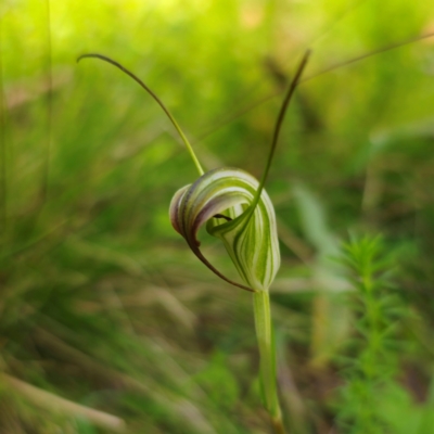 Diplodium decurvum (Summer greenhood) at Tallaganda National Park - 19 Jan 2024 by Csteele4