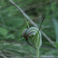 Diplodium decurvum at QPRC LGA - 19 Jan 2024