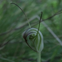 Diplodium decurvum at QPRC LGA - suppressed