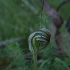 Diplodium decurvum at QPRC LGA - suppressed