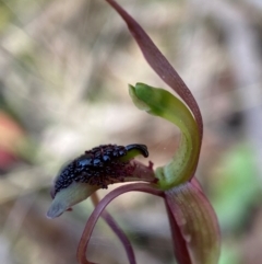 Chiloglottis reflexa (Short-clubbed Wasp Orchid) at Palerang, NSW - 18 Jan 2024 by AJB
