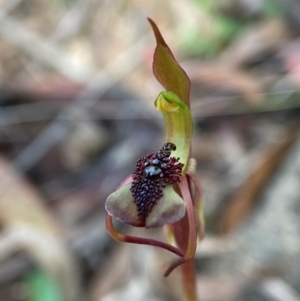 Chiloglottis reflexa at QPRC LGA - suppressed