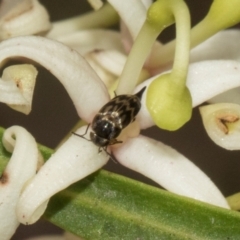 Mordella australis (Pintail or tumbling beetle) at Glen Allen, NSW - 18 Jan 2024 by AlisonMilton