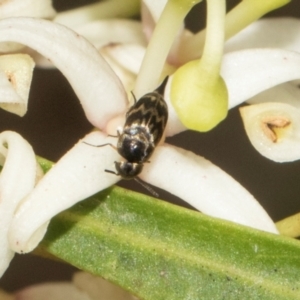 Mordella australis at South East Forest National Park - 18 Jan 2024