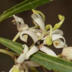 Mordella australis at South East Forest National Park - 18 Jan 2024