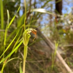 Diplodium decurvum (Summer greenhood) at Forbes Creek, NSW - 19 Jan 2024 by AJB