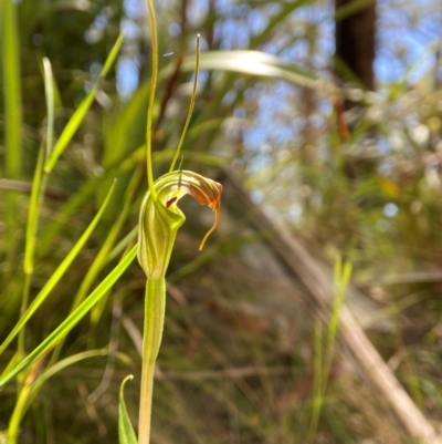 Diplodium decurvum (Summer greenhood) at QPRC LGA - 19 Jan 2024 by AJB