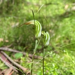 Diplodium decurvum (Summer greenhood) at Forbes Creek, NSW - 19 Jan 2024 by AJB