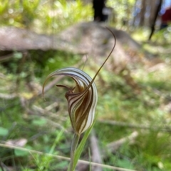 Diplodium coccinum (Scarlet Greenhood) at Tallaganda National Park - 19 Jan 2024 by AJB