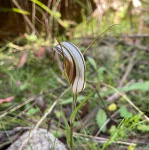 Diplodium coccinum at QPRC LGA - suppressed