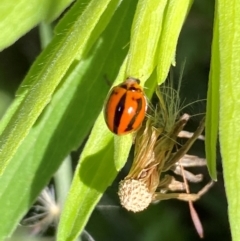 Micraspis frenata (Striped Ladybird) at Strathnairn, ACT - 19 Jan 2024 by SteveBorkowskis