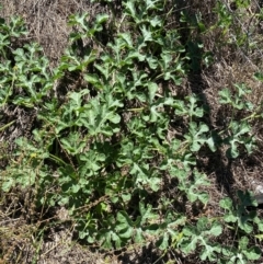 Cucumis myriocarpus (Prickly Paddy Melon) at Molonglo River Reserve - 18 Jan 2024 by SteveBorkowskis