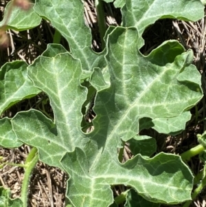 Cucumis myriocarpus at Lower Molonglo - 19 Jan 2024