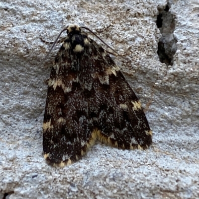 Halone coryphoea (Eastern Halone moth) at Mitchell, ACT - 18 Jan 2024 by SteveBorkowskis