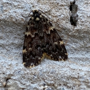 Halone coryphoea at Mitchell, ACT - 19 Jan 2024