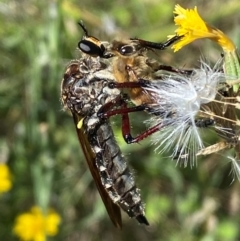 Chrysopogon muelleri (Robber fly) at Molonglo River Reserve - 19 Jan 2024 by SteveBorkowskis