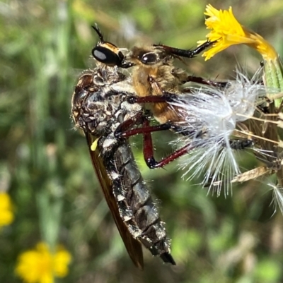 Asilidae (family) (Unidentified Robber fly) at Molonglo River Reserve - 18 Jan 2024 by SteveBorkowskis