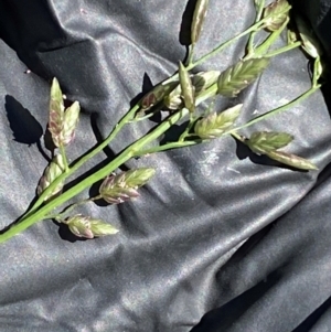 Eragrostis cilianensis at Lower Molonglo - 19 Jan 2024