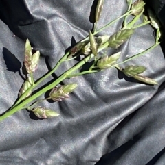 Eragrostis cilianensis (Stinkgrass) at Lower Molonglo - 18 Jan 2024 by SteveBorkowskis
