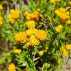 Chrysocephalum apiculatum (Common Everlasting) at Gunning, NSW - 19 Jan 2024 by JohnS