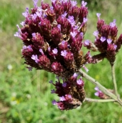 Verbena incompta (Purpletop) at Gunning Bush Block - 19 Jan 2024 by JohnS