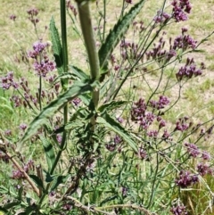 Verbena incompta at Gunning Bush Block - 19 Jan 2024