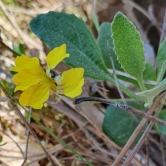 Goodenia hederacea subsp. hederacea (Ivy Goodenia, Forest Goodenia) at Gunning, NSW - 19 Jan 2024 by JohnS