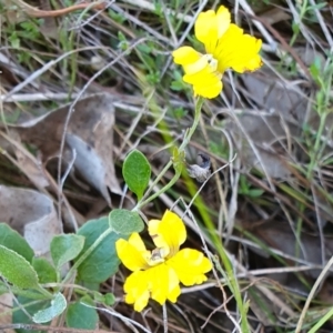 Goodenia hederacea subsp. hederacea at Gunning Bush Block - 19 Jan 2024 12:03 PM